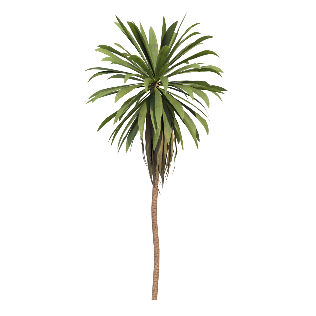 Cordyline petiolaris - Broad leaved palm lily